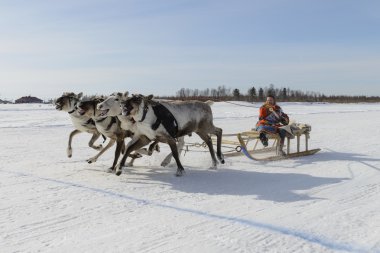 Tarko-Sale, Rusya-2 Nisan 2016: Ulusal yarışmalar, Ren geyiği, yarışı 