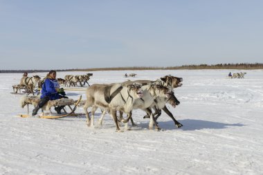 Tarko-Sale, Rusya-2 Nisan 2016: Ulusal yarışmalar, Ren geyiği, yarışı 