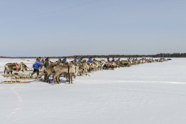 Tarko-Sale, Rusya-2 Nisan 2016: Ulusal yarışmalar, Ren geyiği, yarışı 