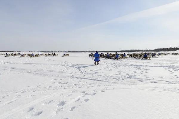 Tarko-Sale, Russie - 2 avril 2016 : Compétitions nationales, courses sur rennes, le "Jour des éleveurs de rennes" sur la péninsule Yamal, Tarko-Sale, 2 avril 2016 — Photo