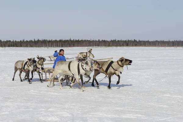 Tarko-Sale, Rússia - 2 de abril de 2016: Feriado nacional dos habitantes indígenas no Dia do Herdeiro das Renas de Yamal, Tarko-Sale, 2 de abril de 2016 — Fotografia de Stock