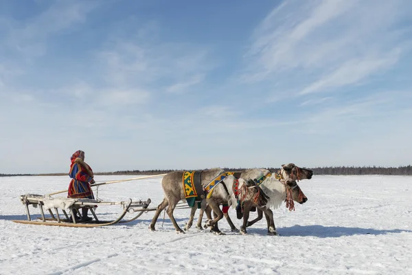 Tarko-Sale, Russie - 2 avril 2016 : Fête nationale des habitants autochtones à Yamal "Journée des éleveurs de rennes", Tarko-Sale, 2 avril 2016 — Photo