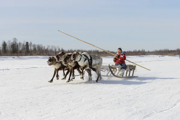 Tarko-Sale, Russia - 2 aprile 2016: Concorsi nazionali, gare sulle renne, il "Giorno dei pastori di renne" sulla penisola di Yamal, Tarko-Sale, 2 aprile 2016 — Foto Stock