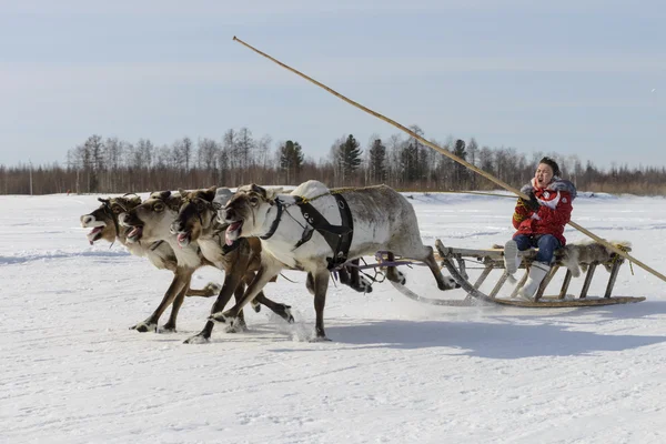 Tarko-Sale, Rússia - 2 de abril de 2016: Competições nacionais, corridas em renas, no "Dia dos pastores de renas" na Península Yamal, Tarko-Sale, 2 de abril de 2016 — Fotografia de Stock