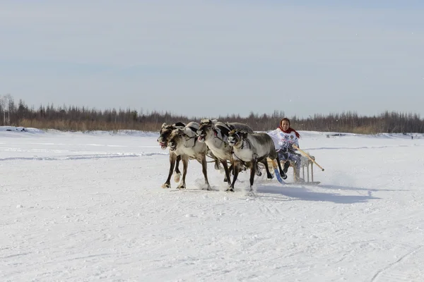 Tarko-Sale, Rússia - 2 de abril de 2016: Competições nacionais, corridas em renas, no "Dia dos pastores de renas" na Península Yamal, Tarko-Sale, 2 de abril de 2016 — Fotografia de Stock