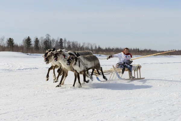 Tarko-Sale, Rusia - 2 de abril de 2016: Concursos nacionales, carreras de renos, el "Día de los pastores de renos" en la península de Yamal, Tarko-Sale, 2 de abril de 2016 — Foto de Stock