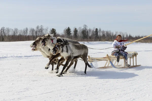 Tarko-Sale, Russie - 2 avril 2016 : Compétitions nationales, courses sur rennes, le "Jour des éleveurs de rennes" sur la péninsule Yamal, Tarko-Sale, 2 avril 2016 — Photo