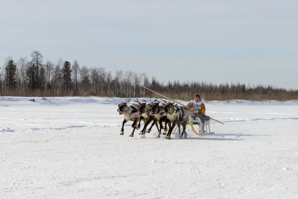 Tarko-Sale, Russia - April 2, 2016: National competitions, races on reindeer, on "Day of reindeer herders" on the Yamal Peninsula, Tarko-Sale, 2 April 2016 — Stock Photo, Image