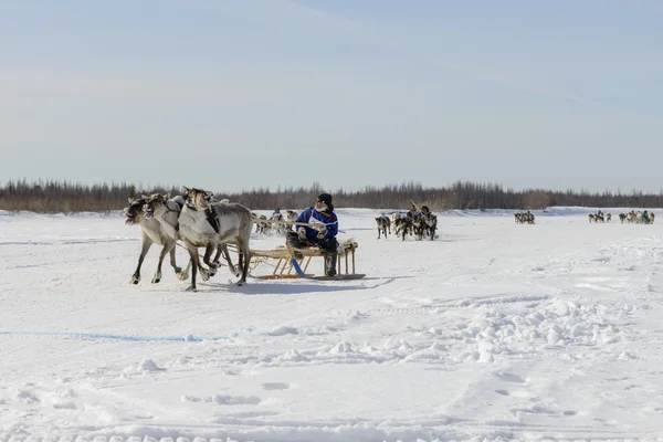 Tarko-Sale, Rusia - 2 de abril de 2016: Concursos nacionales, carreras de renos, el "Día de los pastores de renos" en la península de Yamal, Tarko-Sale, 2 de abril de 2016 — Foto de Stock