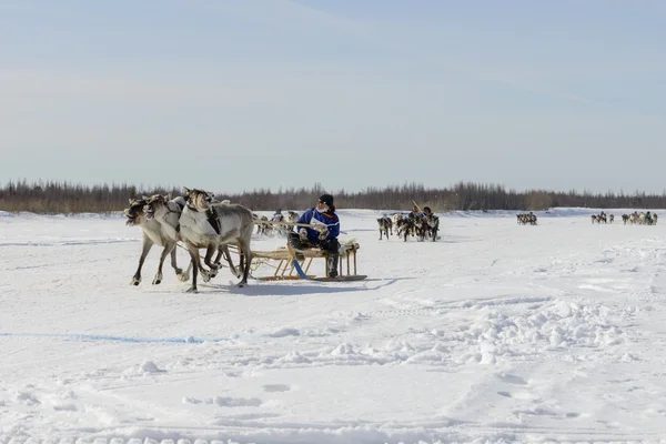 Tarko-Sale, Rússia - 2 de abril de 2016: Competições nacionais, corridas em renas, no "Dia dos pastores de renas" na Península Yamal, Tarko-Sale, 2 de abril de 2016 — Fotografia de Stock