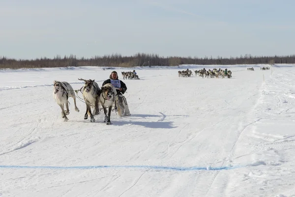 Tarko-Sale, Rusia - 2 de abril de 2016: Concursos nacionales, carreras de renos, el "Día de los pastores de renos" en la península de Yamal, Tarko-Sale, 2 de abril de 2016 —  Fotos de Stock