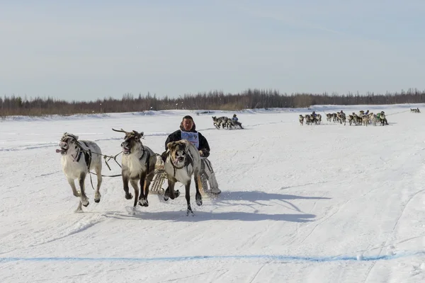Tarko-Sale, Rusya-2 Nisan 2016: Ulusal yarışmalar, Ren geyiği, yarışı 