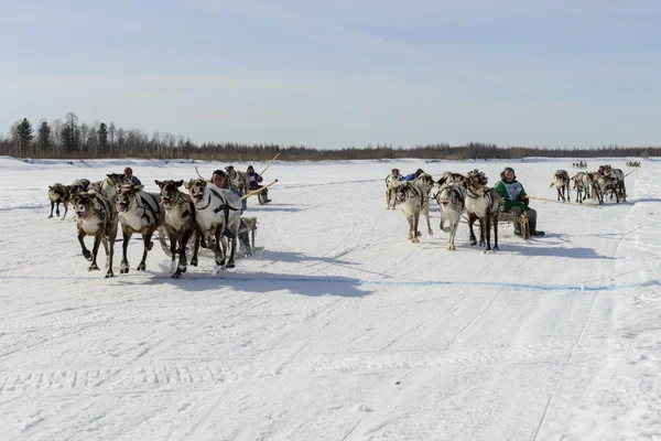 Tarko-Sale, Rusland-2 April 2016: Nationale wedstrijden, races op rendieren, op "Dag van rendieren herders" op het Jamal-schiereiland, Tarko-Sale, 2 April 2016 — Stockfoto