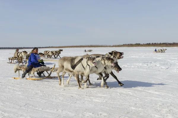 Tarko-Sale, Rússia - 2 de abril de 2016: Competições nacionais, corridas em renas, no "Dia dos pastores de renas" na Península Yamal, Tarko-Sale, 2 de abril de 2016 — Fotografia de Stock