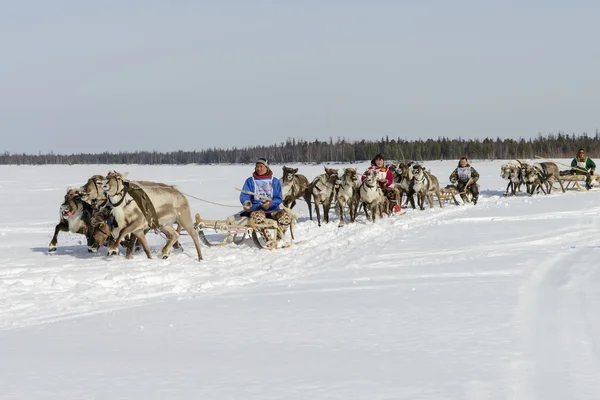 Tarko-Sale, Rússia - 2 de abril de 2016: Competições nacionais, corridas em renas, no "Dia dos pastores de renas" na Península Yamal, Tarko-Sale, 2 de abril de 2016 — Fotografia de Stock