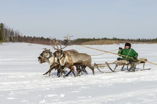 Tarko-Sale, Rusia - 2 de abril de 2016: Concursos nacionales, carreras de renos, el "Día de los pastores de renos" en la península de Yamal, Tarko-Sale, 2 de abril de 2016 — Foto de Stock