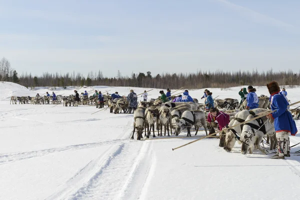 Tarko-Sale, Rusia - 2 de abril de 2016: Concursos nacionales, carreras de renos, el "Día de los pastores de renos" en la península de Yamal, Tarko-Sale, 2 de abril de 2016 —  Fotos de Stock