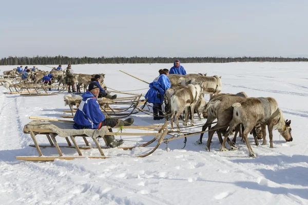 Tarko-Sale, Rússia - 2 de abril de 2016: Competições nacionais, corridas em renas, no "Dia dos pastores de renas" na Península Yamal, Tarko-Sale, 2 de abril de 2016 — Fotografia de Stock