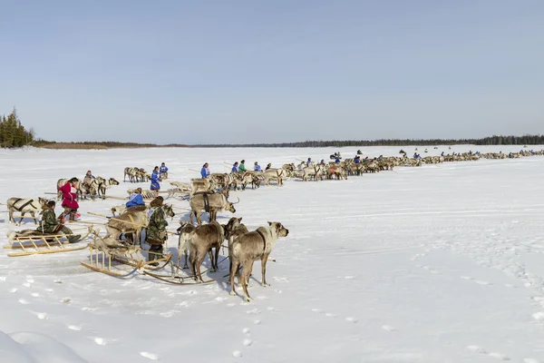 Tarko-Sale, Rússia - 2 de abril de 2016: Competições nacionais, corridas em renas, no "Dia dos pastores de renas" na Península Yamal, Tarko-Sale, 2 de abril de 2016 — Fotografia de Stock