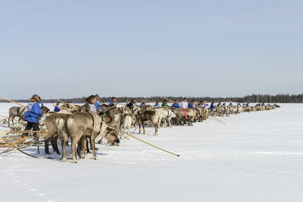 Tarko-Sale, Rússia - 2 de abril de 2016: Competições nacionais, corridas em renas, no "Dia dos pastores de renas" na Península Yamal, Tarko-Sale, 2 de abril de 2016 — Fotografia de Stock