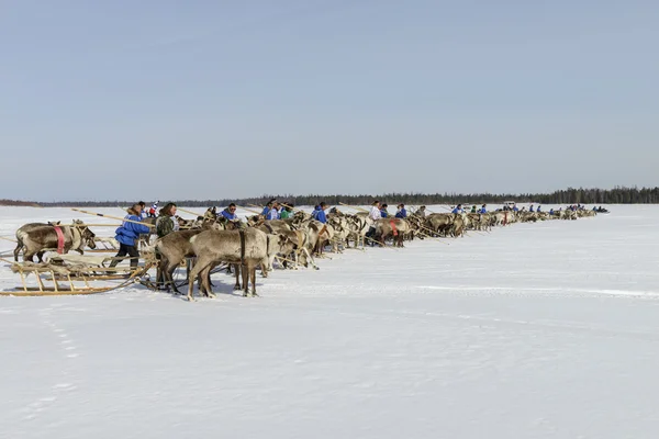 Tarko-Sale, Rússia - 2 de abril de 2016: Competições nacionais, corridas em renas, no "Dia dos pastores de renas" na Península Yamal, Tarko-Sale, 2 de abril de 2016 — Fotografia de Stock