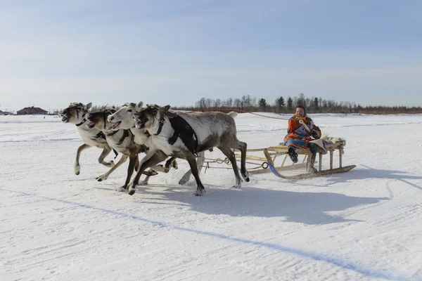Tarko-Sale, Rusia - 2 de abril de 2016: Concursos nacionales, carreras de renos, el "Día de los pastores de renos" en la península de Yamal, Tarko-Sale, 2 de abril de 2016 Imágenes De Stock Sin Royalties Gratis