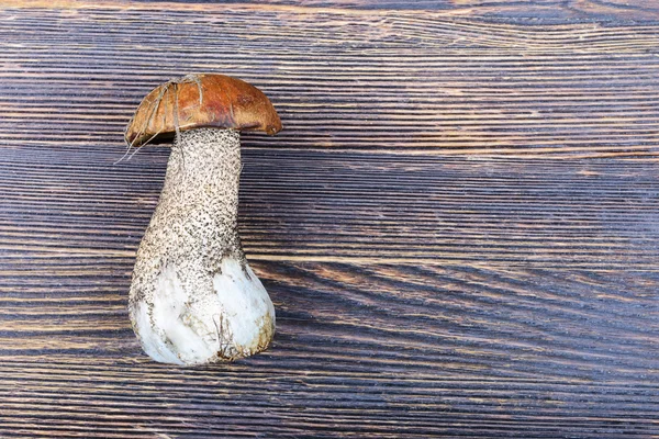 Pilz auf einem Holzgrund — Stockfoto
