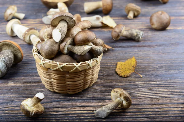 Ahşap arka planda mantarlar