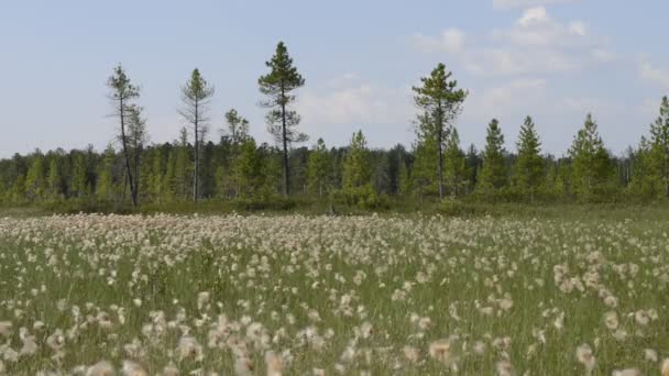 Malerische Natur Russlands auf der Halbinsel Yamal — Stockvideo