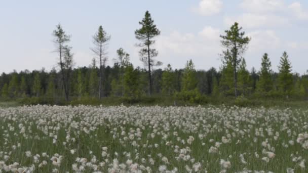 Natura pittoresca della Russia sulla penisola di Yamal — Video Stock