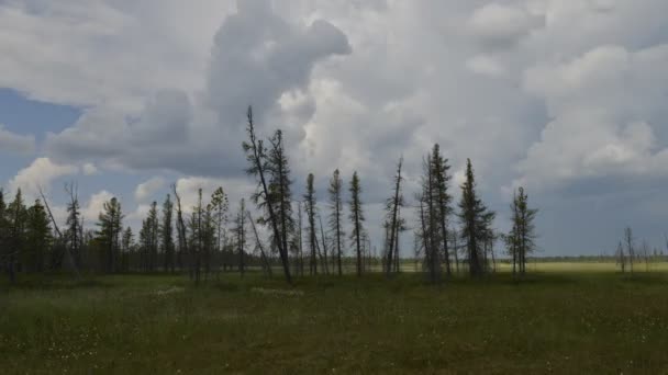 Уповільнена кінозйомка проходження Грозовий фронт у тайзі на півострові Ямал — стокове відео
