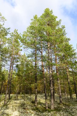 Sonbahar manzara Rus orman tundra
