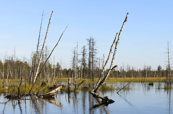 Paisaje de otoño escénico pantanos en el norte de Rusia — Foto de Stock