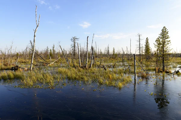 Scenic autumn landscape swamps in northern Russia — Stock Photo, Image