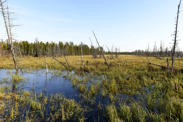 Paisaje de otoño escénico pantanos en el norte de Rusia — Foto de Stock