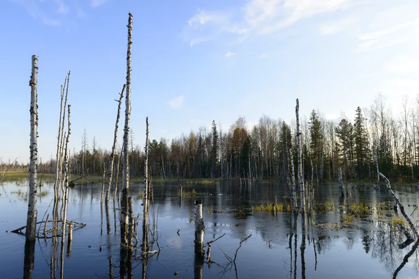 Scenic autumn landscape swamps in northern Russia — Stock Photo, Image