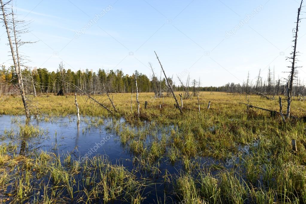 Scenic autumn landscape swamps in northern Russia