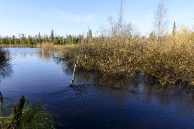 nehir ve ağaçlar Kuzey Rusya'nın doğal sonbahar manzara