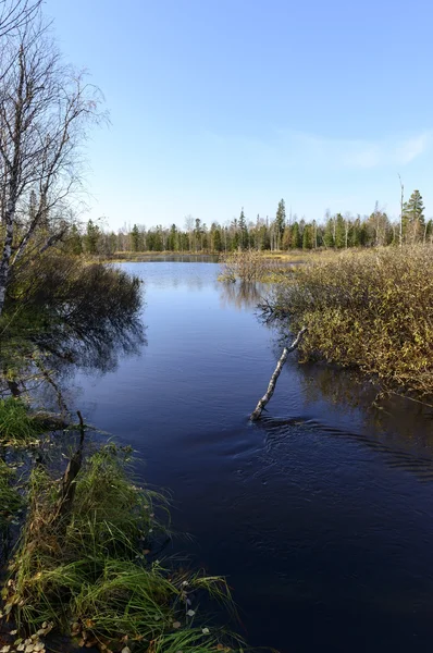 Paesaggio paesaggistico autunno di fiume e alberi nel nord della Russia — Foto Stock