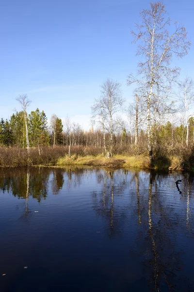 Живописный осенний пейзаж рек и деревьев на севере России — стоковое фото