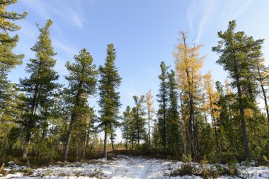 scenic forest landscape in autumn in the Russian taiga clipart