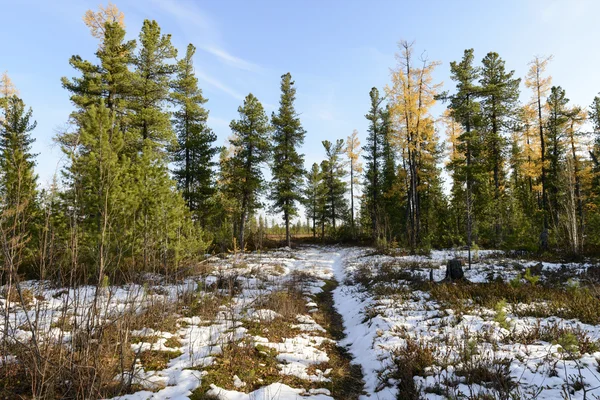 Scenic forest landscape in autumn in the Russian taiga — Stock Photo, Image