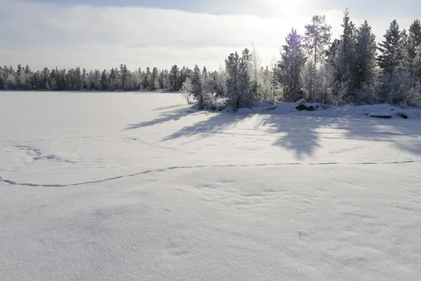 Paisaje escénico del bosque invernal en el norte de Rusia —  Fotos de Stock