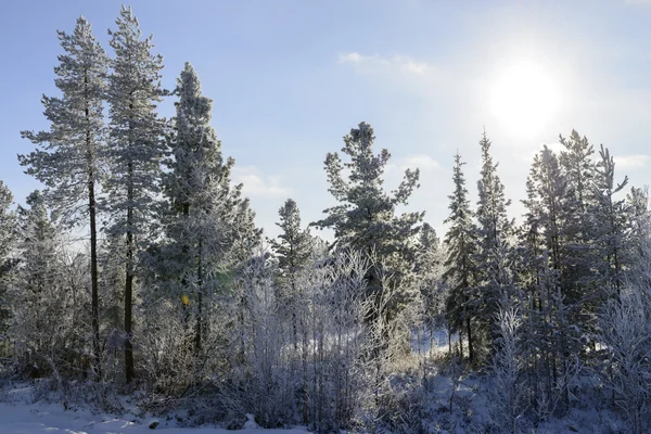 Scenic winter forest landscape in the north of Russia — Stock Photo, Image