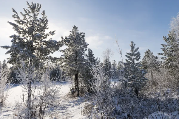 Scenic winter forest landscape in the north of Russia — Stock Photo, Image