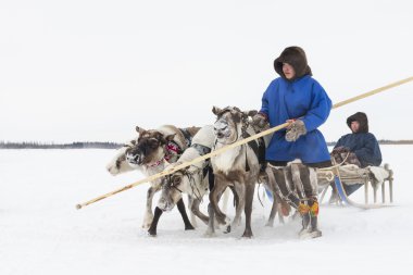 Genç Nenets bir Ren geyiği atlı kızak yol açar.