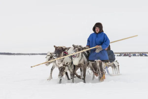 Jovem Nenets lidera um trenó de renas — Fotografia de Stock