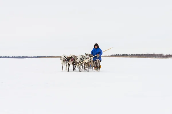 Les jeunes Nenets mènent un traîneau de rennes — Photo