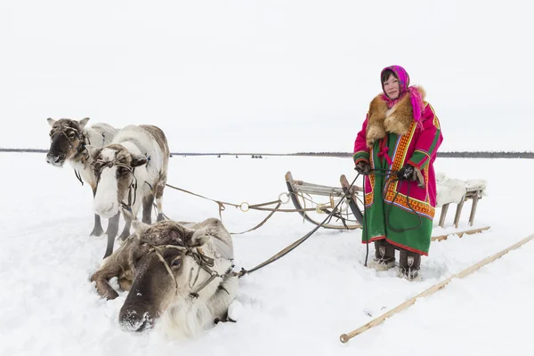 Woman with reindeer team — Stock Photo, Image