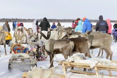 Nenets Ulusal Festivali 